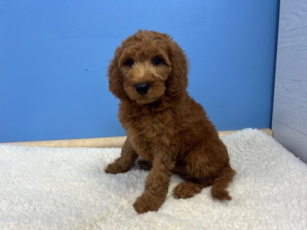 [#22077] Red Female Goldendoodle 2nd Gen Puppies For Sale