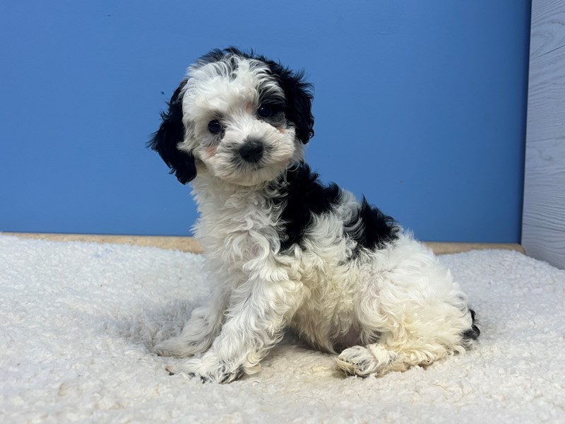 Mini Schnoodle - 22007 Image #1
