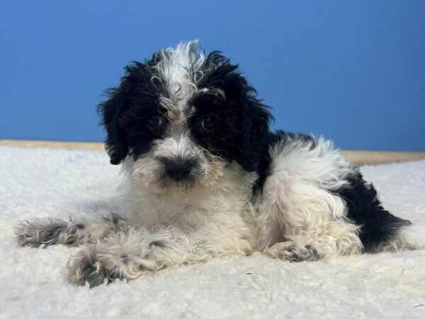 [#22008] Black & White Female Mini Schnoodle Puppies for Sale