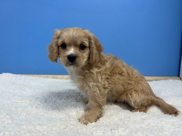 [#22147] Biscuit Male Cavachon Puppies for Sale