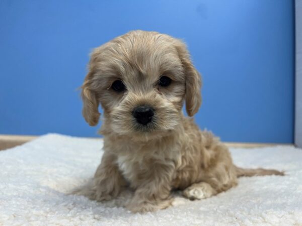[#22149] Biscuit Male Cavachon Puppies for Sale