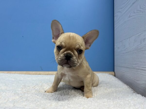 [#22157] Blue Fawn Female French Bulldog Puppies for Sale