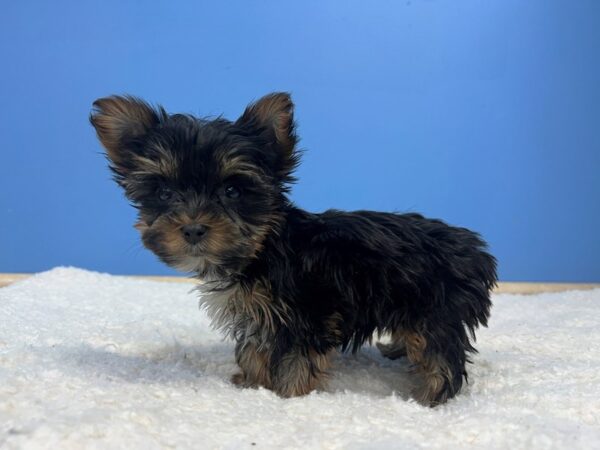 [#22160] Black and Tan Female Yorkshire Terrier Puppies for Sale