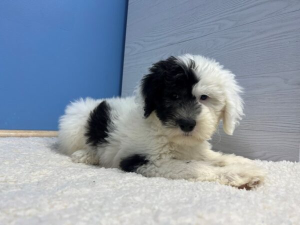 [#22161] White and Black Female Sheepadoodle 2nd gen Puppies for Sale