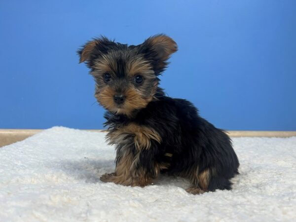 [#22169] Black and Tan Female Yorkshire Terrier Puppies for Sale