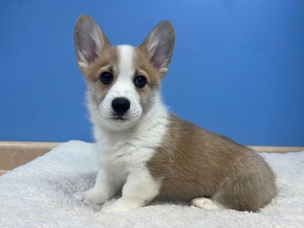[#22167] Red Male Pembroke Welsh Corgi Puppies for Sale