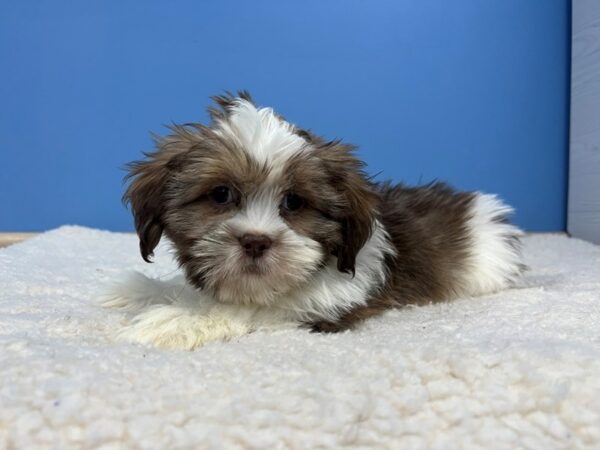 [#22166] Liver Male Lhasa Apso Puppies for Sale