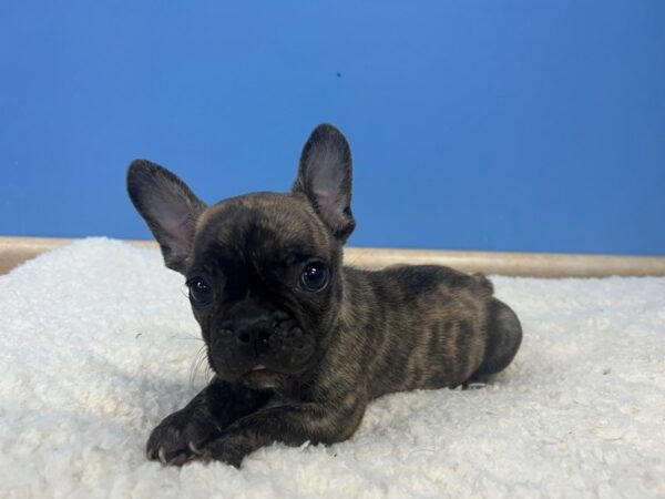 [#21958] Brindle Male French Bulldog Puppies for Sale