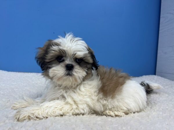 [#22011] Gold and White Female Shih Tzu Puppies for Sale