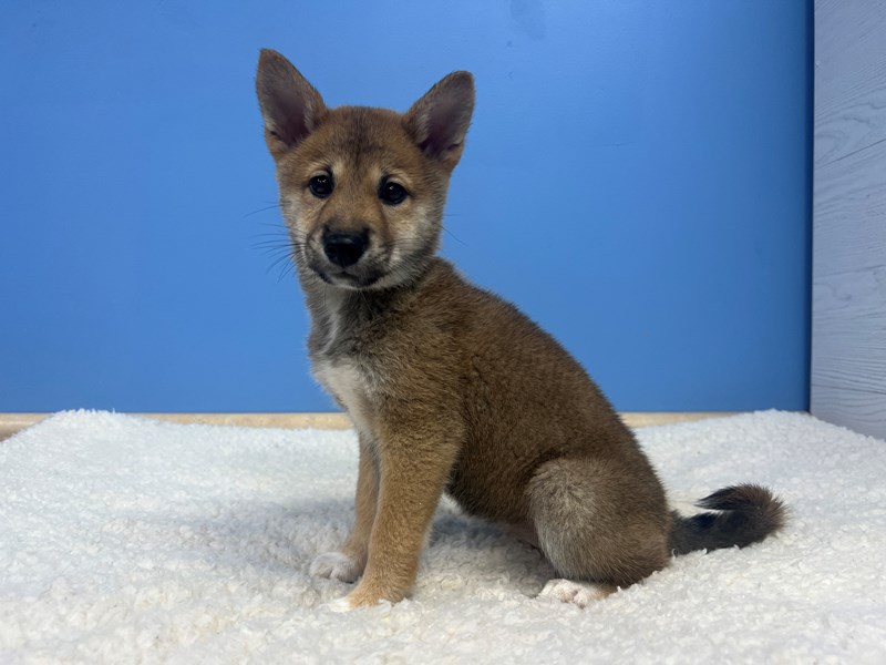 Shiba Inu - 22083 Image #1