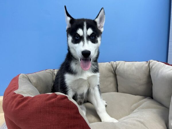 [#22090] Black and White Male Siberian Husky Puppies for Sale