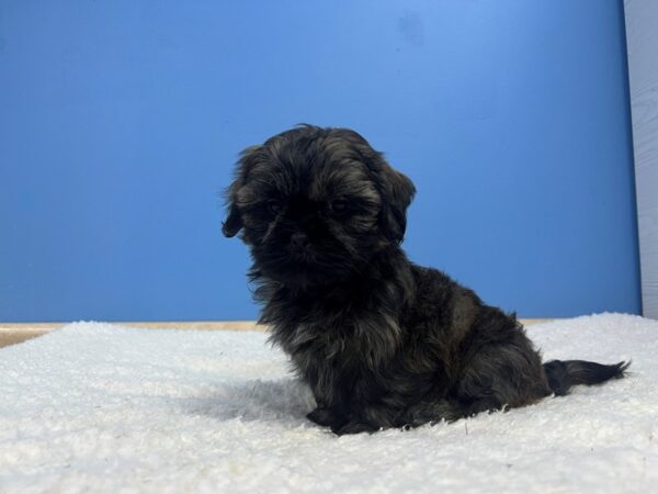 [#22110] Brindle Male Shih Tzu Puppies for Sale