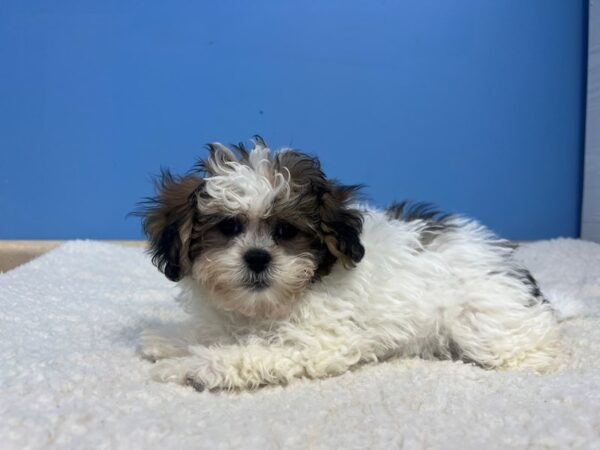 [#22107] Sable and White Female Teddy Bear Puppies for Sale