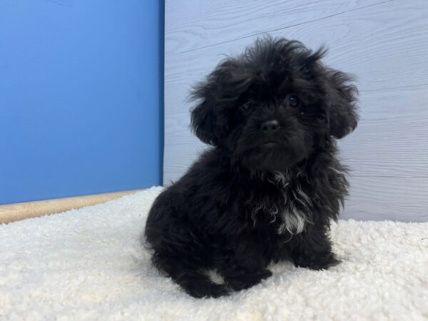 [#22108] Black and White Female Teddy Bear Puppies for Sale