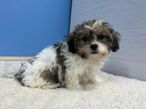 [#22105] Sable and White Male Teddy Bear Puppies for Sale