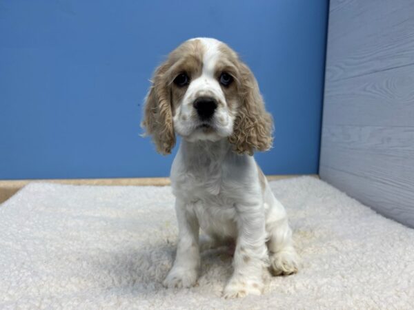 [#22103] Cream & White Male Cocker Spaniel Puppies for Sale