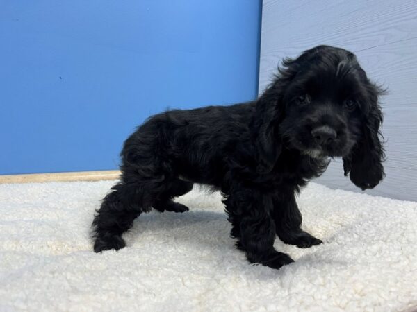 [#22102] Black Female Cocker Spaniel Puppies for Sale