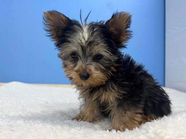 [#22127] Black and Tan Male Yorkshire Terrier Puppies for Sale