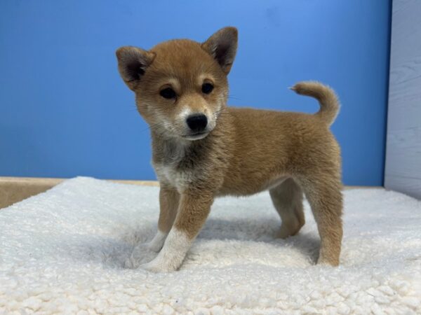 [#22120] Red Female Shiba Inu Puppies for Sale
