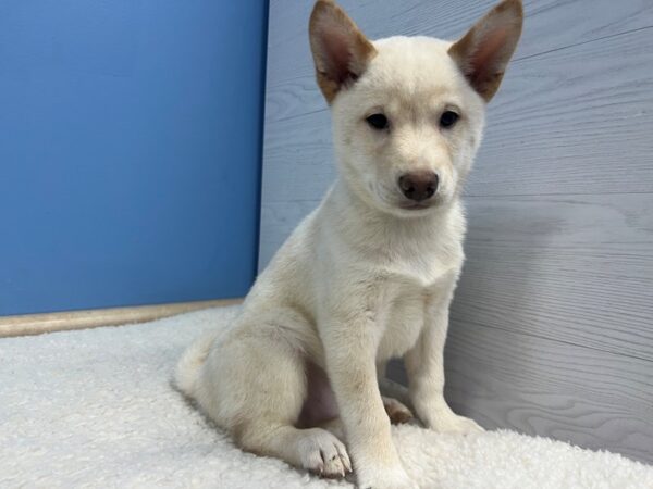 [#22126] Cream Male Shiba Inu Puppies for Sale