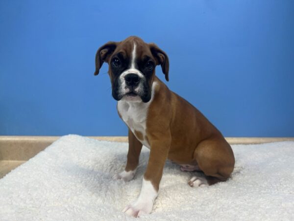 [#22122] Fawn Male Boxer Puppies for Sale