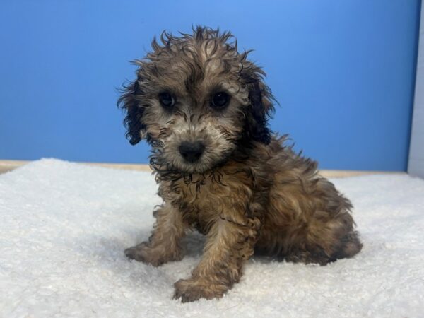 [#22128] Sable Female Mini Woodle Puppies for Sale