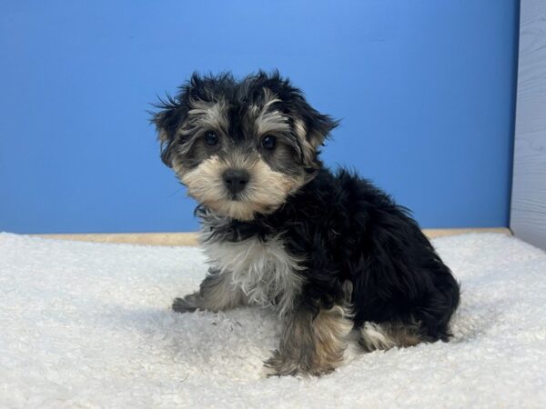 [#22137] Black and Tan Male Morkie Puppies for Sale