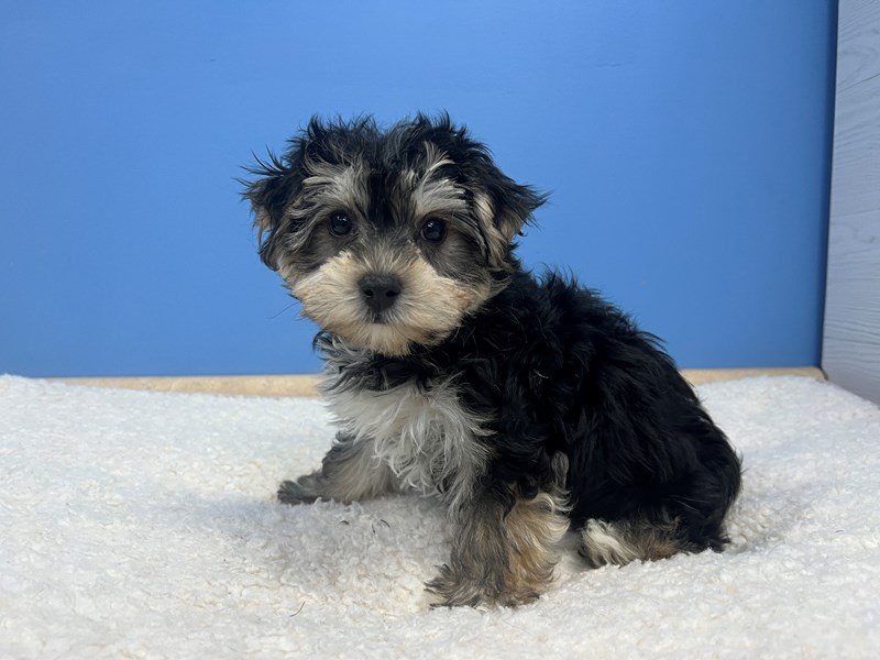 Morkie - 22137 Image #1