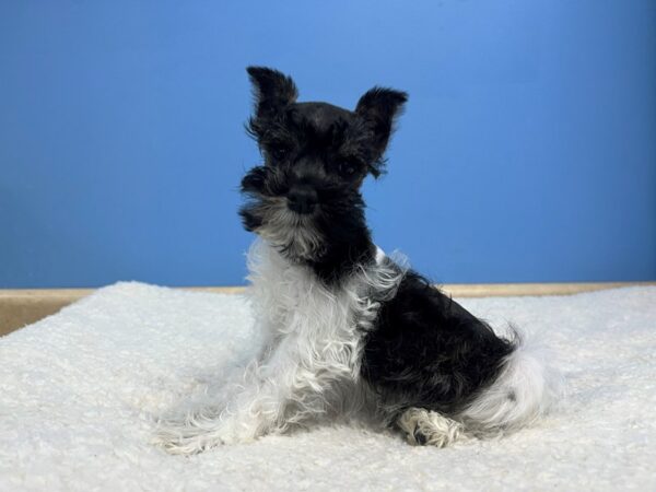 [#22134] Black and White Female Miniature Schnauzer Puppies for Sale