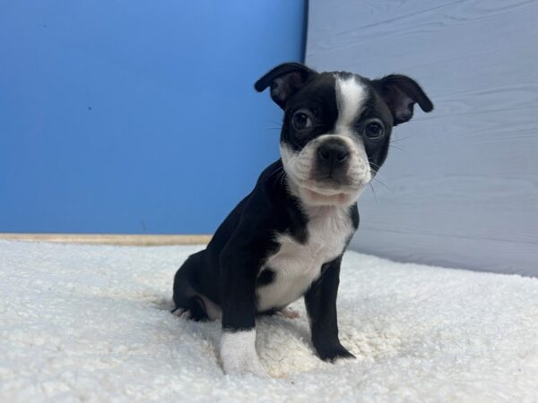 [#22130] Black and White Female Boston Terrier Puppies for Sale