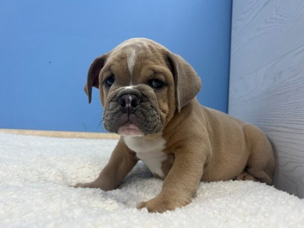 [#22129] Lilac Fawn Male English Bulldog Puppies for Sale