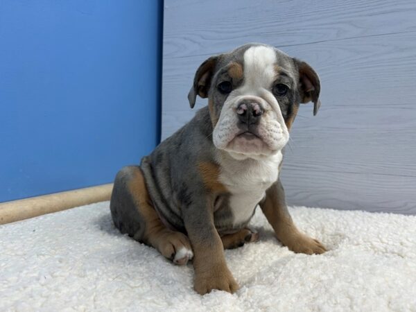 [#22140] Lilac Merle Female English Bulldog Puppies for Sale