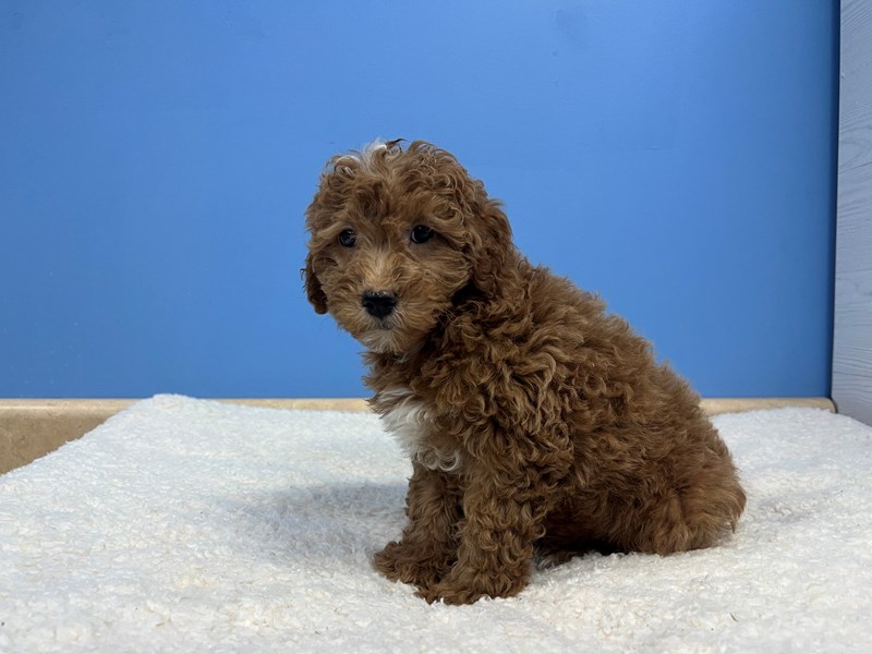 Goldendoodle Mini - 22143 Image #1