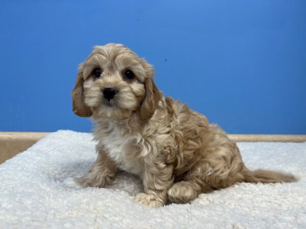 [#22148] Biscuit Female Cavachon Puppies for Sale