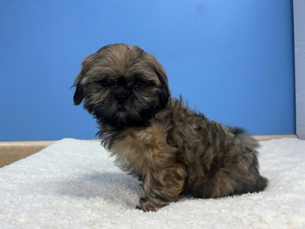 [#22154] Brindle Female Shih Tzu Puppies for Sale