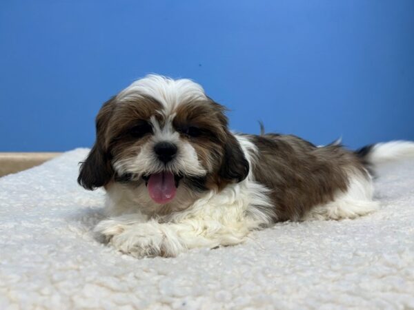 [#22153] Sable and White Male Shih Tzu Puppies for Sale