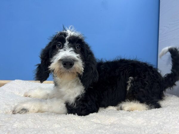 [#22156] Tri Colored Male Bernedoodle Puppies for Sale