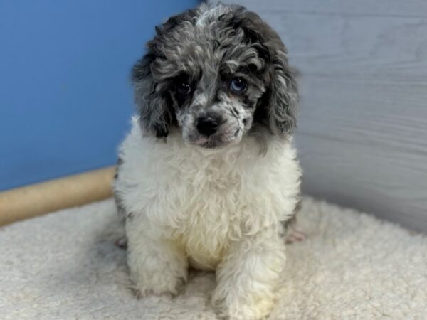 [#22142] Blue Merle Male Poodle Puppies for Sale