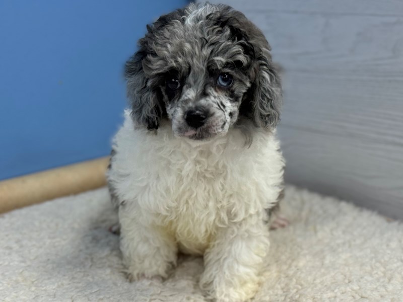 Poodle - 22142 Image #1