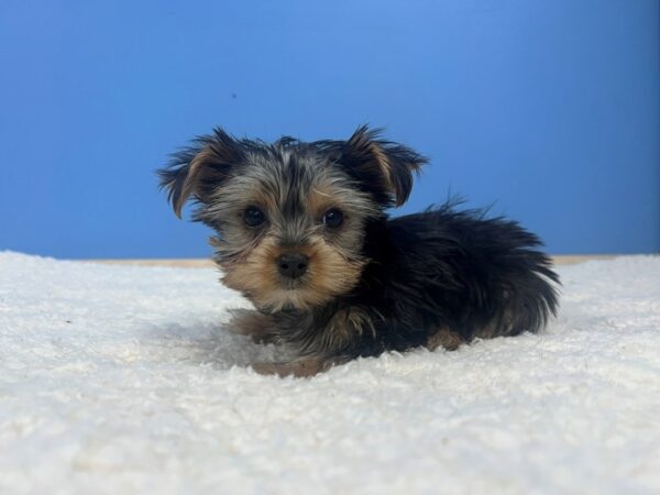 [#22170] Black and Tan Male Yorkshire Terrier Puppies for Sale