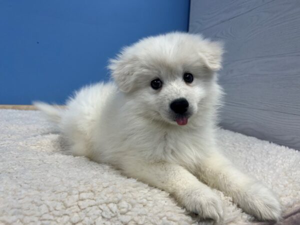 [#22164] White Male American Eskimo Puppies for Sale