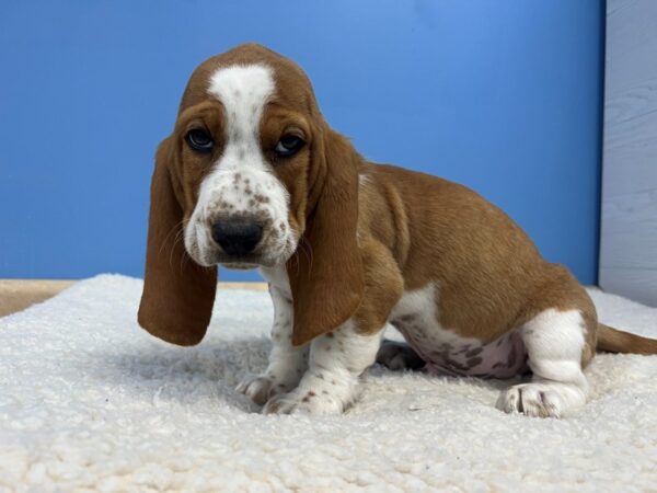 [#22165] Red and White Male Basset Hound Puppies for Sale