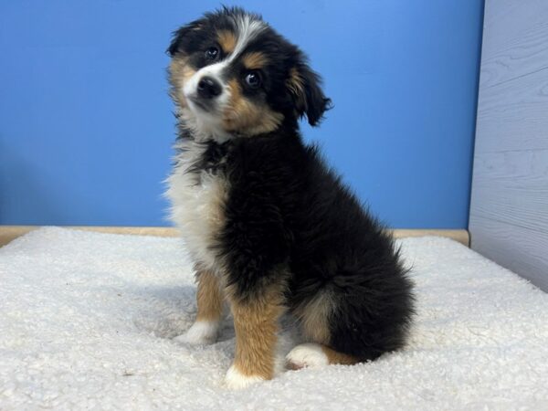 [#22184] Black White and Tan Male Miniature American Shepherd Puppies for Sale