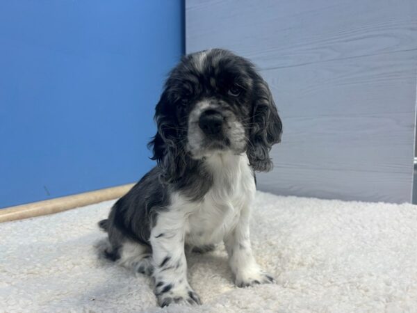 [#22181] Blue Merle Female Cocker Spaniel Puppies for Sale