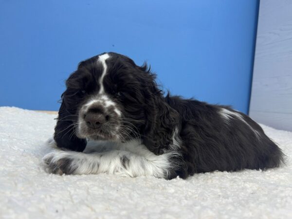 [#22179] Chocolate and White Male Cocker Spaniel Puppies for Sale