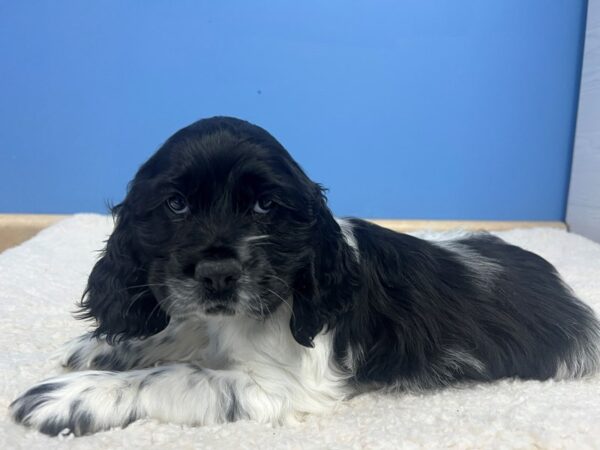 [#22180] Black and White Male Cocker Spaniel Puppies for Sale