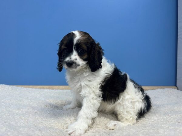 [#22172] Sable and White. Black Markings Male Cockapoo Puppies for Sale
