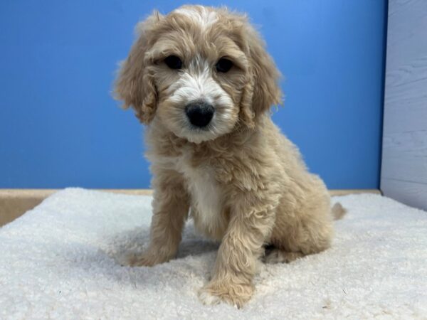 [#22173] Apricot, White Markings Male Goldendoodle Puppies for Sale