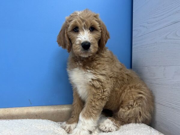 [#22177] Apricot, White Markings Female Goldendoodle Puppies for Sale