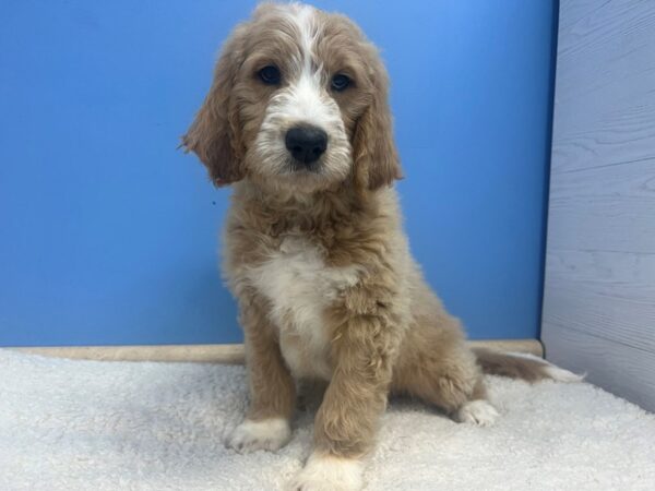[#22176] Apricot, White Markings Male Goldendoodle Puppies for Sale